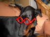 Dobermann Foto (ID 16339) Dobermann Hund