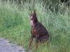 Dobermann Foto: Akira von Milano Home (ID 25965) Dobermann Hund