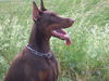 Dobermann Foto: akira von milanohome (ID 25988) Dobermann Hund