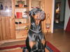 Dobermann Foto: Apollo (ID 32636) Dobermann Hund