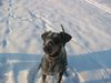 Dobermann Foto: Alina im Schnee (ID 15368) Dobermann Hund