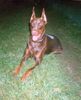 Dobermann Foto: Hartyani Kuno (ID 5756) Dobermann Hund