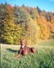 Dobermann Foto: Hartyani Kuno (ID 5750) Dobermann Hund