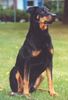 Dobermann Foto: Aron (ID 25625) Dobermann Hund