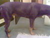 Dobermann Foto: hallo (ID 30645) Dobermann Hund