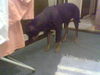 Dobermann Foto: hallo (ID 30646) Dobermann Hund