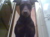 Dobermann Foto: ich glaub ich kann fliegen! (ID 30644) Dobermann Hund
