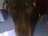 Dobermann Foto: hallo (ID 30647) Dobermann Hund