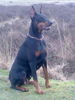 Dobermann Foto: meine schöne Hündin (ID 39368) Dobermann Hund