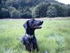 Dobermann Foto: einfach schön (ID 12961) Dobermann Hund