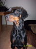 Dobermann Foto: Für Pia! Deine süsse Annie (ID 31928) Dobermann Hund