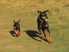Dobermann Foto: Luna ( 8 Wo ) und Aischa ( 13J ) (ID 15281) Dobermann Hund