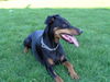Dobermann Foto: Das ist Bonny (ID 36752) Dobermann Hund
