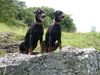 Dobermann Foto: Snoop+Cyrus (ID 23022) Dobermann Hund