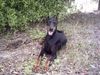 Dobermann Foto (ID 10690) Dobermann Hund