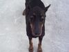 Dobermann Foto (ID 10691) Dobermann Hund