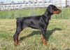 Dobermann Foto: Brunello (10. Wo.) (ID 14004) Dobermann Hund