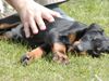 Dobermann Foto: Bruno :))) (ID 19737) Dobermann Hund