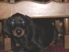 Dobermann Foto: Bruno baby (ID 19738) Dobermann Hund