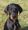 Dobermann Foto: Brunello (10. Wo.) (ID 14005) Dobermann Hund