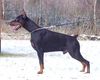 Dobermann Foto: CARLOS z Padoku 26 months old (ID 10188) Dobermann Hund