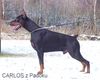 Dobermann Foto: CARLOS z Padoku (ID 10176) Dobermann Hund