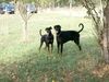 Dobermann Foto: Hawk mit Schwester Hiska (ID 31124) Dobermann Hund