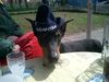 Dobermann Foto: sch.....Herrentag ! (ID 22110) Dobermann Hund