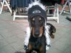 Dobermann Foto: ...ich fühl mich gut ! (ID 22095) Dobermann Hund