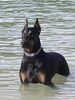 Dobermann Foto: Aaron die Wasserratte (ID 25620) Dobermann Hund