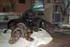 Dobermann Foto: Caramel, Carly und Caprise (ID 31963) Dobermann Hund