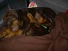 Dobermann Foto: canis & seine schwester dea (ID 32561) Dobermann Hund