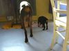 Dobermann Foto: canis & sein kumpel rocky (ID 32562) Dobermann Hund