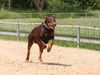 Dobermann Foto: canis auf der hunderennbahn (ID 32563) Dobermann Hund
