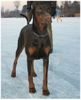 Dobermann Foto: Meine Caramel (ID 28889) Dobermann Hund
