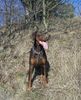 Dobermann Foto: Caramel (ID 37385) Dobermann Hund