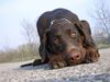 Dobermann Foto: Sooo schlimm war ich doch gar nicht (ID 35518) Dobermann Hund