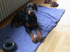 Dobermann Foto: Carlito wird erwachsen! (ID 29454) Dobermann Hund