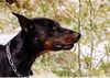Dobermann Foto: Chakko (ID 15510) Dobermann Hund