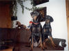 Dobermann Foto: So lässt es sich leben (ID 28282) Dobermann Hund