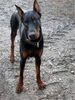 Dobermann Foto: Chester (Helios von Toonstadt) mit 13 Monaten (ID 9883) Dobermann Hund
