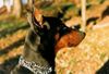 Dobermann Foto: Cimba (ID 14669) Dobermann Hund