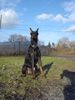 Dobermann Foto: Qui Vive vom Traum d. Jugend (ID 18259) Dobermann Hund