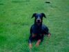 Dobermann Foto: Luke (ID 20979) Dobermann Hund