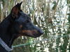 Dobermann Hund