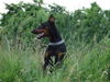 Dobermann Hund