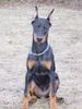 Dobermann Foto: Aysha (ID 9316) Dobermann Hund