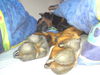 Dobermann Foto: . . . ich will noch nicht aufstehen!!! (ID 44637) Dobermann Hund