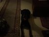 Dobermann Hund