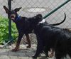 Dobermann Foto: Gil_komm mir nicht zu nahe... (ID 33172) Dobermann Hund